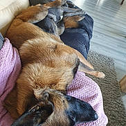 Vénus a rejoint le concours — aidez-le/la à gagner de superbes lots ! dog, sleeping, couch, blanket, indoor, relaxation, pet, fur, snuggle, brown, black, floor, home, living_room, comfort, animal, rest, cozy, furniture, domestic