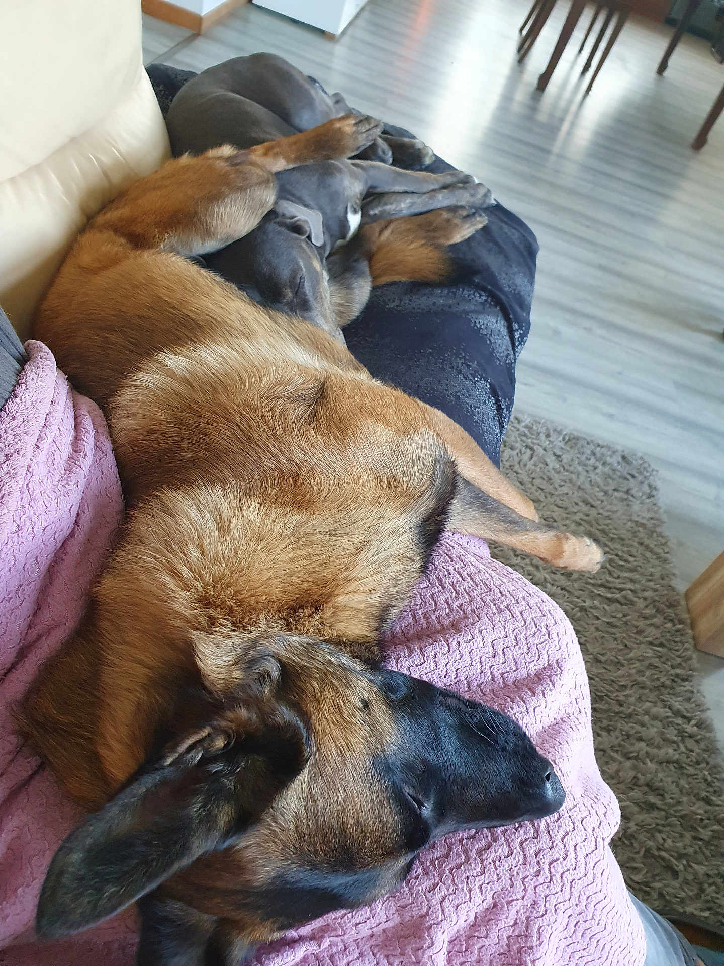 Vénus a rejoint le concours — aidez-le/la à gagner de superbes lots ! dog, sleeping, couch, blanket, indoor, relaxation, pet, fur, snuggle, brown, black, floor, home, living_room, comfort, animal, rest, cozy, furniture, domestic