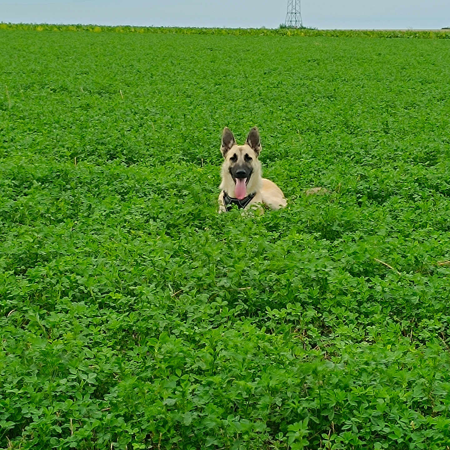 Fenrir a rejoint le concours — aidez-le/la à gagner de superbes lots ! animal, bostonbull, bulldog, canine, countryside, dog, field, frenchbulldog, grass, grassland, green, land, meadow, nature, outdoors, pet, plant, pug, puppy, rural