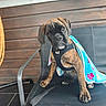 dog, puppy, boxer, brindle, pet, animal, portrait, sitting, chair, blanket, harness, outdoor, patio, wooden_wall, window, tile_floor, cute, funny, looking_at_camera, colorful