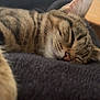 Louis joined the competition — help win amazing prizes! cat, tabby, sleeping, close_up, whiskers, feline, pet, domestic_animal, cozy, relaxed, nap, fur, indoor, blanket, soft_texture, cute, animal, resting, peaceful, mammal