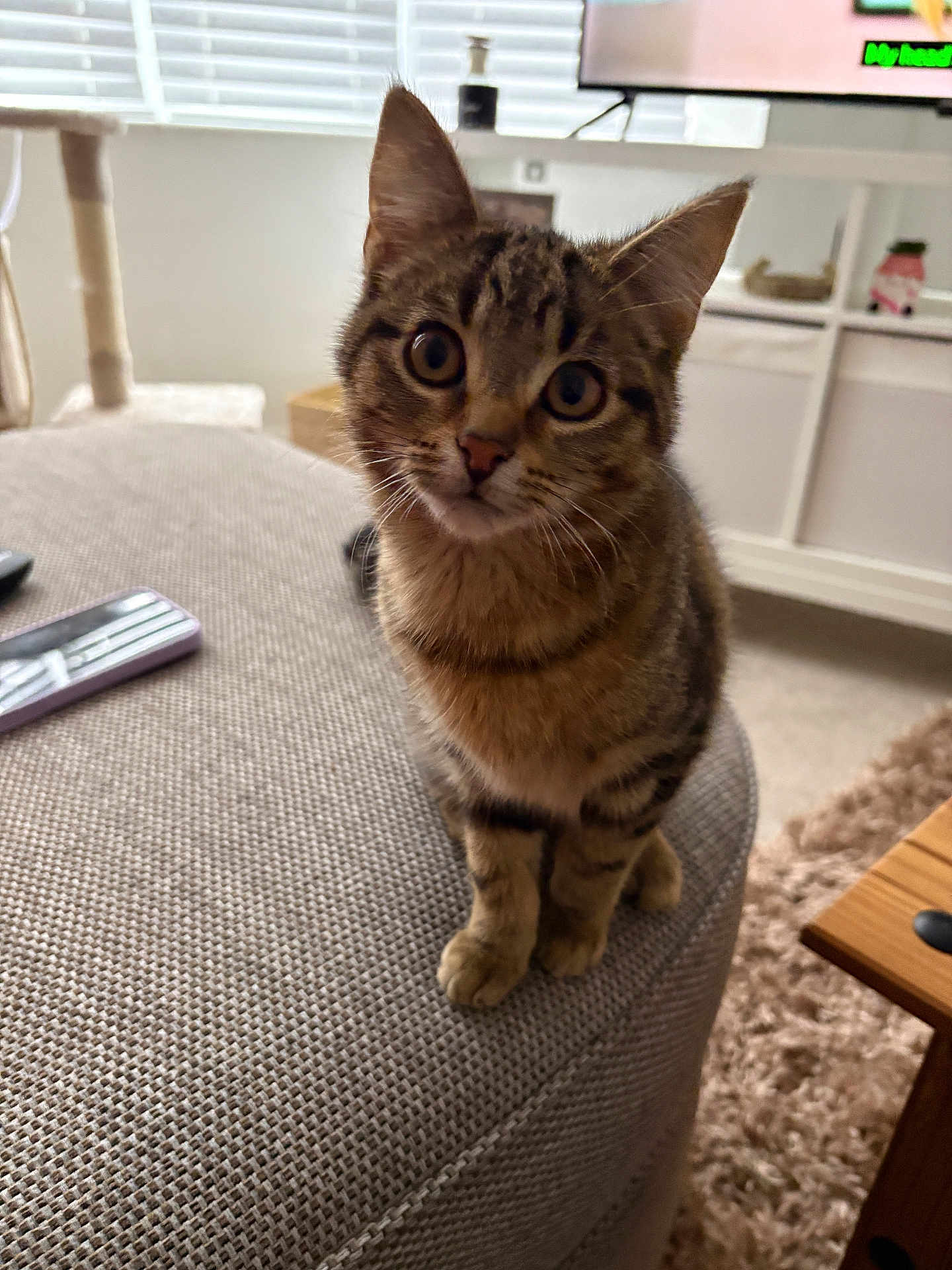 Louis joined the competition — help win amazing prizes! cat, kitten, tabby, pet, feline, indoor, living_room, ottoman, curious, sitting, remote_control, cat_tree, carpet, furniture, eyes, ears, fur, whiskers, home, cute