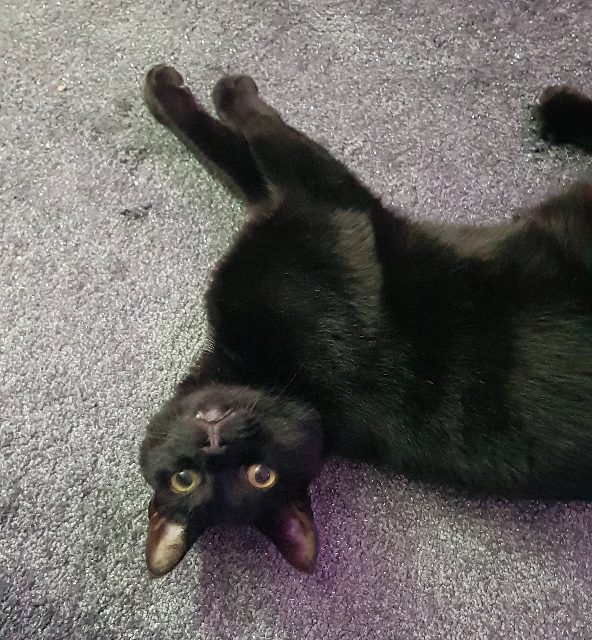 Hugo joined the competition — help win amazing prizes! asphalt, black, black_cat, bombay, carnivore, cat, claw, comfort, dog_breed, domestic_short_haired_cat, felidae, fur, grey, paw, plant, shadow, small_to_medium_sized_cats, tail, terrestrial_animal, whiskers