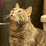 Isiah Noel joined the competition — help win amazing prizes! abyssinian, angora, animal, cat, egyptiancat, kitten, manx, pet, pig