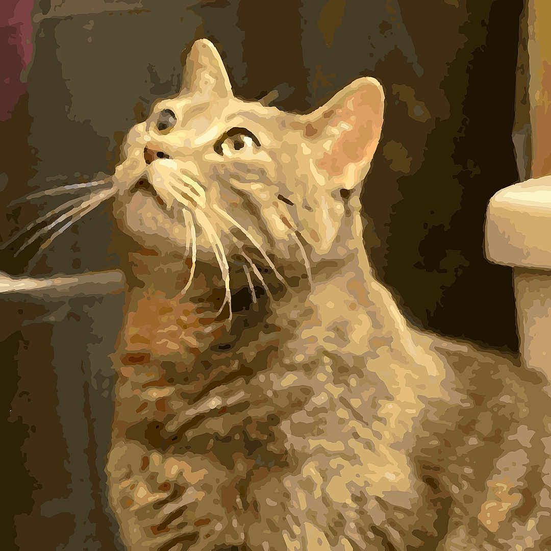 Isiah Noel joined the competition — help win amazing prizes! abyssinian, angora, animal, cat, egyptiancat, kitten, manx, pet, pig