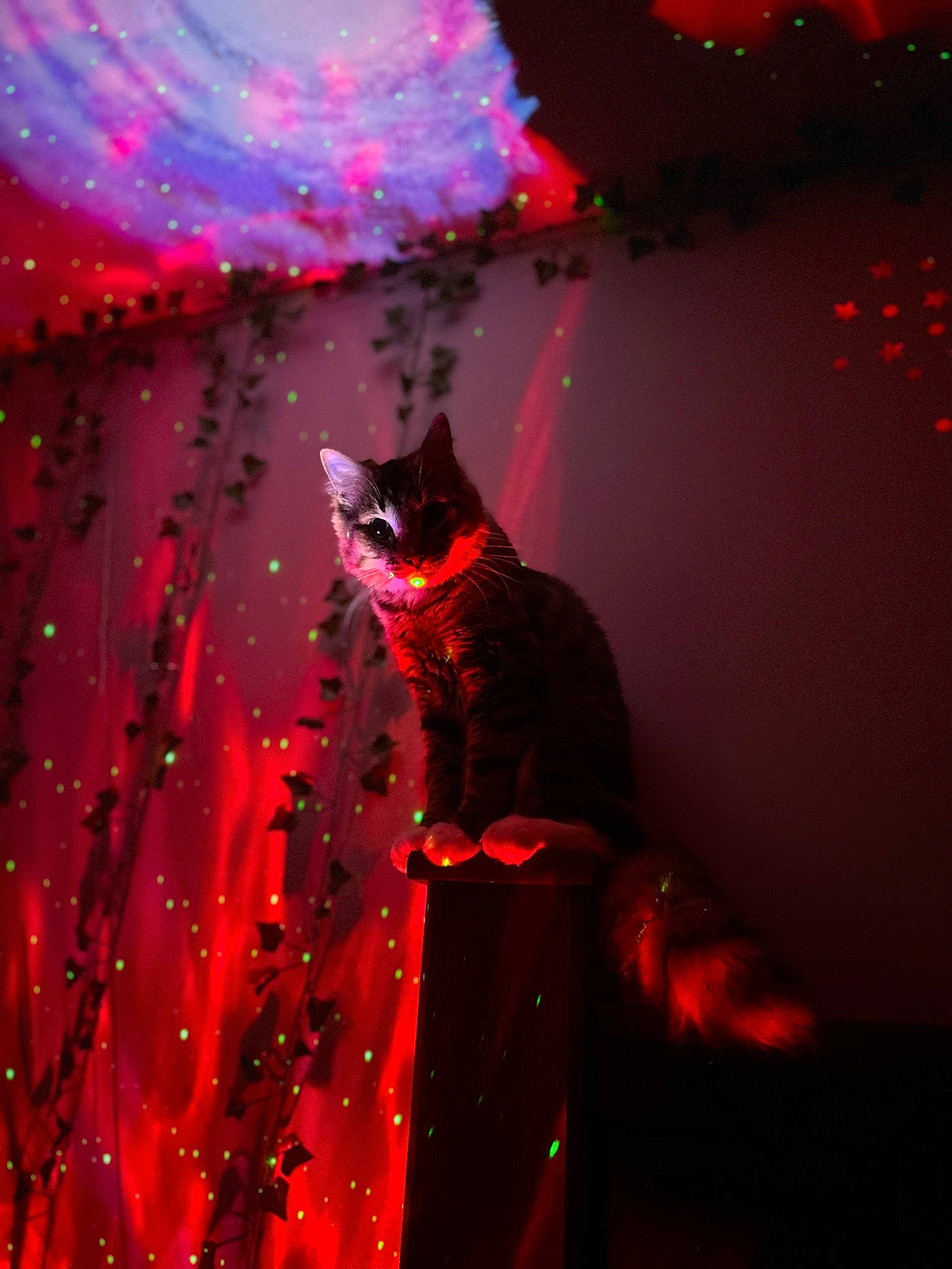 Apollo joined the competition — help win amazing prizes! art, carnivore, cat, darkness, electric_blue, entertainment, event, felidae, light, lighting, magenta, organism, pink, plant, purple, red, small_to_medium_sized_cats, tints_and_shades, tree, window