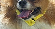 Rosalina joined the competition — help win amazing prizes! animal, animal_portrait, bee_costume, closeup, costume, cute, dog, fluffy, fur, grass, happy, outdoor, pet, playful, pomernian, small_dog, smiling, sunlight, tongue_out, yellow