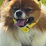 dog, pomernian, pet, animal, costume, bee_costume, yellow, fluffy, tongue_out, happy, outdoor, grass, sunlight, cute, small_dog, fur, smiling, closeup, animal_portrait, playful