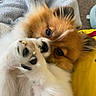 Rosalina joined the competition — help win amazing prizes! animal, black, blanket, brown, closeup, cozy, cute, dog, eyes, fur, indoor, nose, paw, pet, playful, pomeranian, puppy, snuggled, soft, white