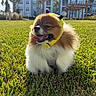Rosalina is registered to the contest to win money with this photo: animal, bee_costume, building, costume, cute, daylight, dog, fluffy, grass, greenery, happy, outdoor, park, pet, pomeranian, small_dog, summer, sunny, tongue_out, trees