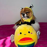 Rosalina joined the competition — help win amazing prizes! animal, antenna, bumblebee, colorful, costume, cute, dog, face, fur, indoor, pet, pink_blanket, plush_toy, rainbow, resting, sleepy, soft, stuffed_animal, toy, yellow