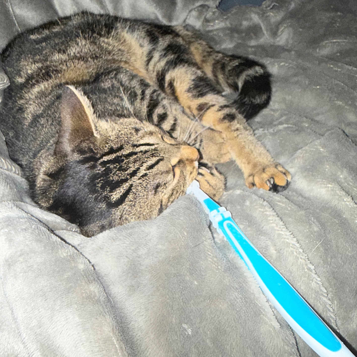 Skunt participe au concours pour gagner de l'argent avec cette photo : abyssinian, animal, bed, blanket, brush, cat, chair, couch, device, furniture, indoors, kitten, manx, person, pet, sleeping, sword, tool, toothbrush, weapon