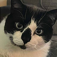 Toby is registered to the contest to win money with this photo: cat, black_and_white, close_up, pet, whiskers, indoor, feline, relaxed, curious, fur, animal, domestic, portrait, face, paw, eyes, soft_surface, couch, resting, indoor_lighting