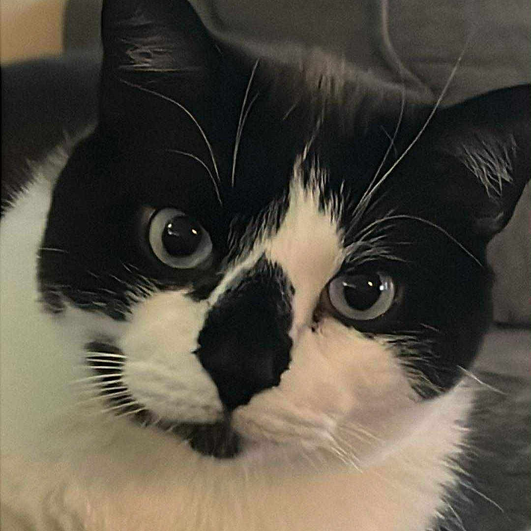 Toby is registered to the contest to win money with this photo: animal, black_and_white, cat, close_up, couch, curious, domestic, eyes, face, feline, fur, indoor, indoor_lighting, paw, pet, portrait, relaxed, resting, soft_surface, whiskers
