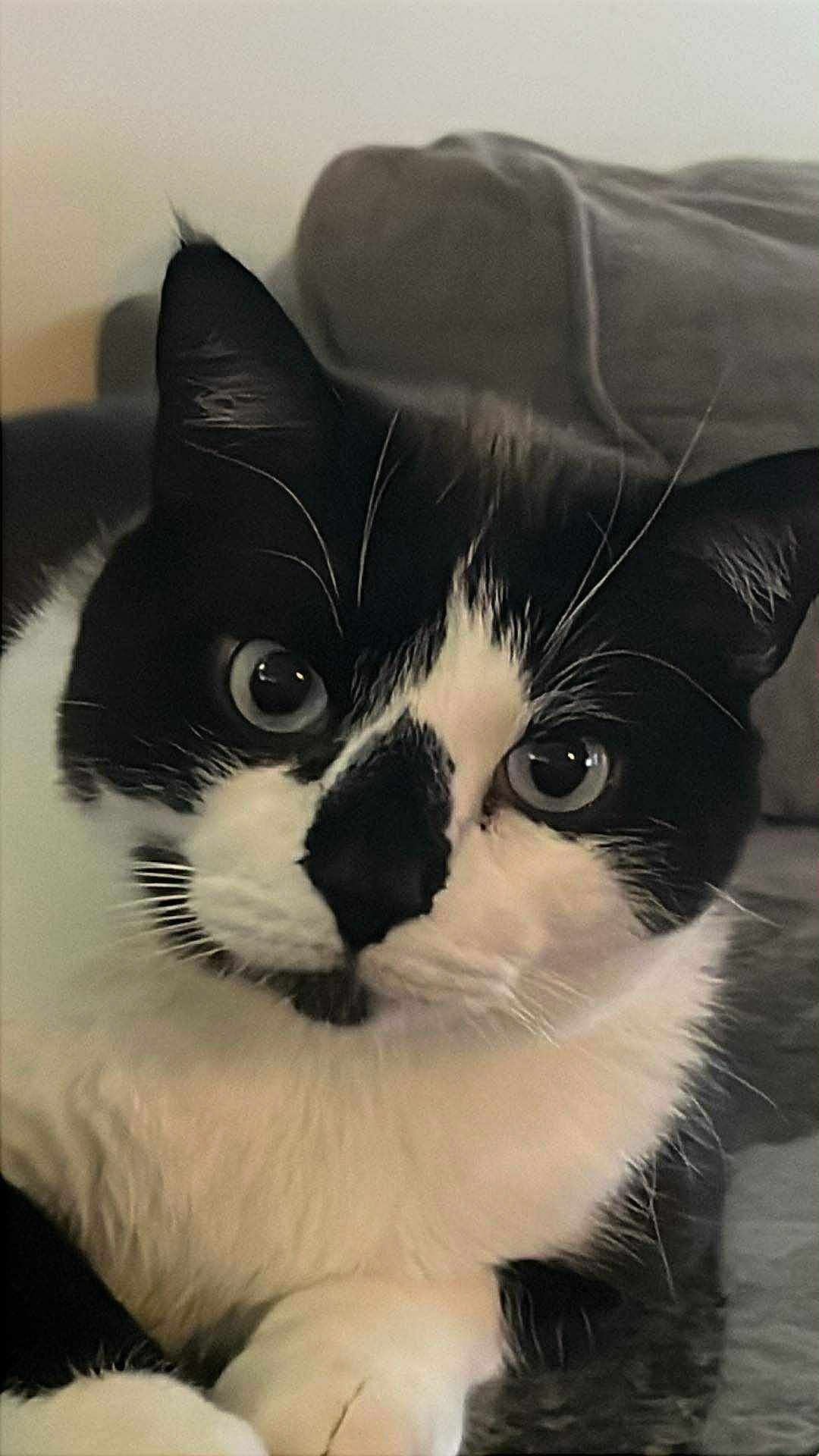 Toby