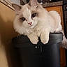animal, black_container, blue_eyes, cat, close_up, cute, ears, fluffy, indoor, kitchen, kitten, longhair, paws, pet, pink_nose, portrait, sitting, trash_bin, whiskers, white_fur
