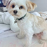 Gavin joined the competition — help win amazing prizes! dog, pet, bed, white, tan, collar, indoor, fur, cute, animal, canine, domestic_animal, looking, standing, eyes, face, bedroom, blanket, fur_texture, tag