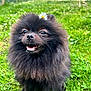 affenpinscher, animal, backyard, canine, cockerspaniel, dog, field, grass, grassland, green, lawn, monkey, nature, outdoors, papillon, pet, plant, puppy, vegetation, yard