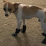 Sammy is registered to the contest to win money with this photo: dog, small_dog, brown_and_white, carpet, indoor, booties, collar, pet, animal, four_legs, fur, ears, looking_away, standing, paw_protection, domestic, cute, canine, pet_accessory, floor