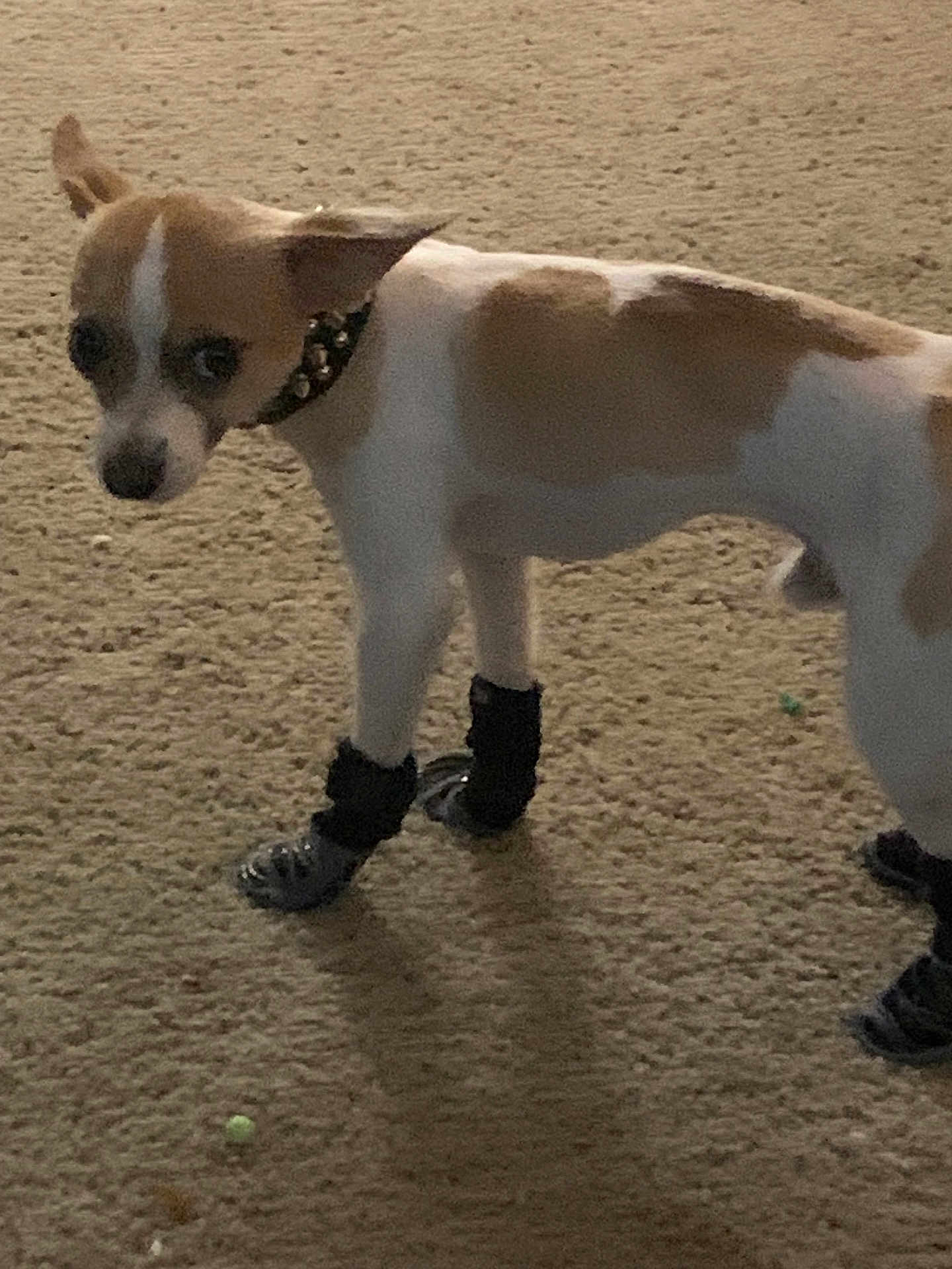 Sammy is registered to the contest to win money with this photo: dog, small_dog, brown_and_white, carpet, indoor, booties, collar, pet, animal, four_legs, fur, ears, looking_away, standing, paw_protection, domestic, cute, canine, pet_accessory, floor
