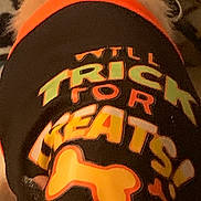 Sammy is registered to the contest to win money with this photo: dog, clothing, costume, text, bone, black, orange, pet, animal, closeup, fur, fabric, apparel, cute, holiday, trick_or_treat, puppy, wearing, pet_clothes, indoor
