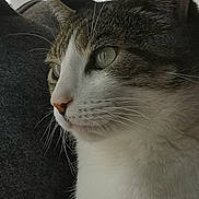 Gribouille participe au concours pour gagner de l'argent avec cette photo : cat, close_up, portrait, feline, tabby, white_fur, green_eyes, whiskers, ears, nose, face, animal, pet, indoor, cushion, curtain, soft_lighting, detailed_fur, side_profile, calm