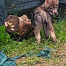 animal, canine, curious, daylight, ears, eye_contact, fur, garden, grass, greenery, ground, log, looking_back, mammal, nature, outdoor, plant, wildlife, wolf_pup, young_animal