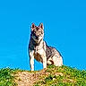 alert, animal, blue_sky, canine, daylight, dog, field, fur, grass, hill, landscape, mammal, nature, outdoor, pet, portrait, sky, standing, sunlight, wildlife