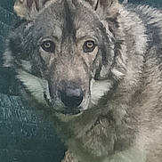 Kuma participe au concours pour gagner de l'argent avec cette photo : alert, animal, canine, close_up, dog, ears, four_legs, fur, grass, green_background, looking_at_camera, muzzle, nature, outdoor, pet, portrait, standing, stick, wild_appearance, wolf_like