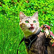 Smokey is registered to the contest to win money with this photo: cat, green_eyes, harness, grass, outdoor, animal, pet, fur, whiskers, nature, colorful, fabric, alert, mammal, close_up, vibrant, wildlife, cute, playful, summer