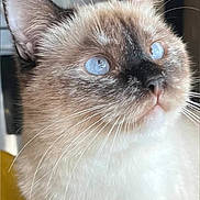 Guess participe au concours pour gagner de l'argent avec cette photo : cat, blue_eyes, fluffy, indoor, close_up, pet, whiskers, ears, curious, feline, domestic_animal, animal, mammal, face, portrait, soft_fur, looking_up, household, kitchen, cute
