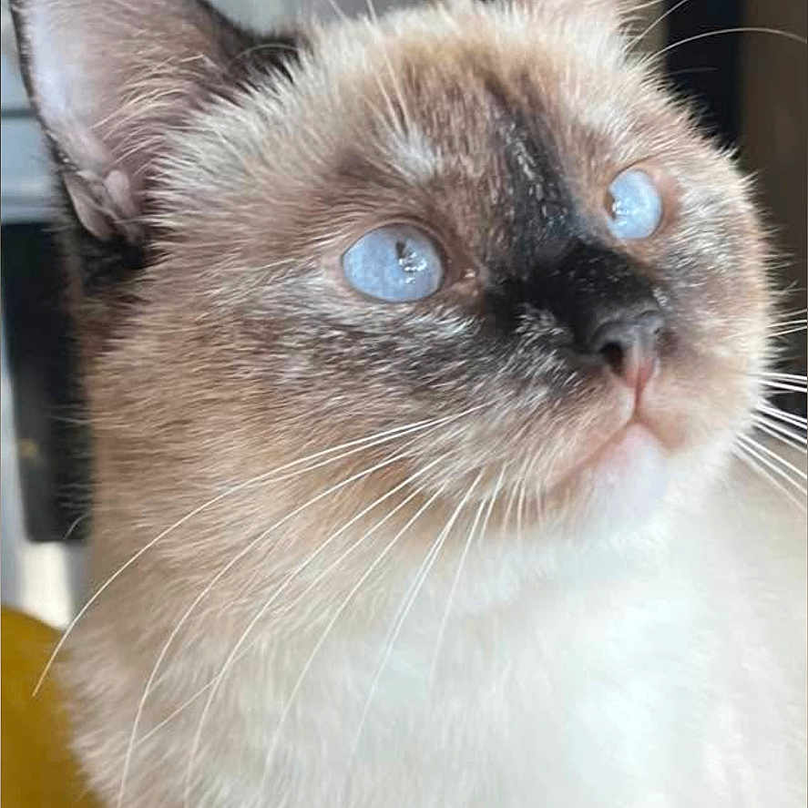 Guess participe au concours pour gagner de l'argent avec cette photo : animal, blue_eyes, cat, close_up, curious, cute, domestic_animal, ears, face, feline, fluffy, household, indoor, kitchen, looking_up, mammal, pet, portrait, soft_fur, whiskers