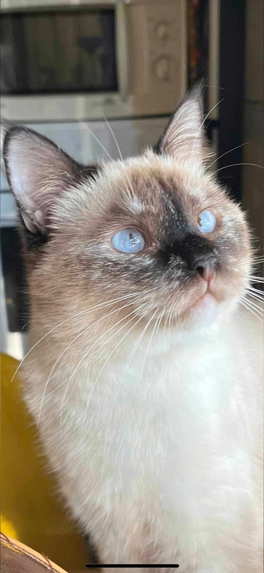 Guess participe au concours pour gagner de l'argent avec cette photo : cat, blue_eyes, fluffy, indoor, close_up, pet, whiskers, ears, curious, feline, domestic_animal, animal, mammal, face, portrait, soft_fur, looking_up, household, kitchen, cute