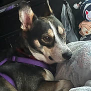 Luther is registered to the contest to win money with this photo: animal, black, blanket, brown, closeup, cozy, cute, dog, ears, fur, furniture, household, indoors, nose, pet, plush_toy, purple_harness, relaxed, resting, white
