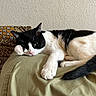 Percy is registered to the contest to win money with this photo: cat, black_and_white, paw, resting, cushion, indoor, relaxed, fur, whiskers, face, pink_nose, tail, texture, patterned_pillow, close_up, animal, pet, sleepy, cozy, domestic_cat