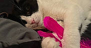 Percy joined the competition — help win amazing prizes! cat, black_and_white, pet, paw, feather_toy, bed, relaxed, sleepy, indoor, animal, cute, feline, whiskers, pink, toy, fur, resting, cozy, domestic_animal, closeup