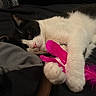 cat, black_and_white, pet, paw, feather_toy, bed, relaxed, sleepy, indoor, animal, cute, feline, whiskers, pink, toy, fur, resting, cozy, domestic_animal, closeup