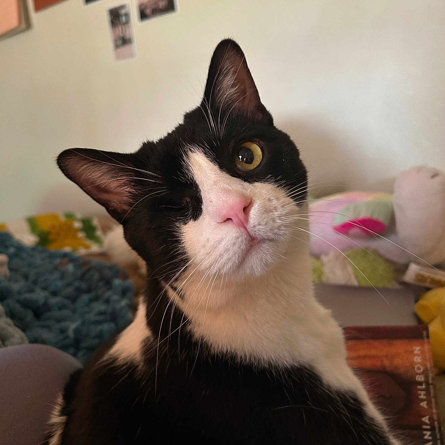 Percy joined the competition — help win amazing prizes! cat, black_and_white, pet, indoor, face, whiskers, curious, close_up, knitted_blanket, wall_art, colorful, cozy, feline, portrait, soft_light, domestic_animal, pink_nose, ear, eye, fur