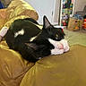 Percy joined the competition — help win amazing prizes! cat, black_and_white, indoor, leather_couch, resting, relaxed, feline, head, pink_nose, whiskers, mirror, stickers, door, yellow_couch, cozy, home_interior, carpet, furniture, pet, lazy