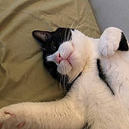 Percy is registered to the contest to win money with this photo: cat, black_and_white, pet, feline, whiskers, pink_nose, paw, stretching, lying_down, indoor, close_up, cute, relaxed, fur, animal, mammal, bed, soft_surface, resting, domestic_cat