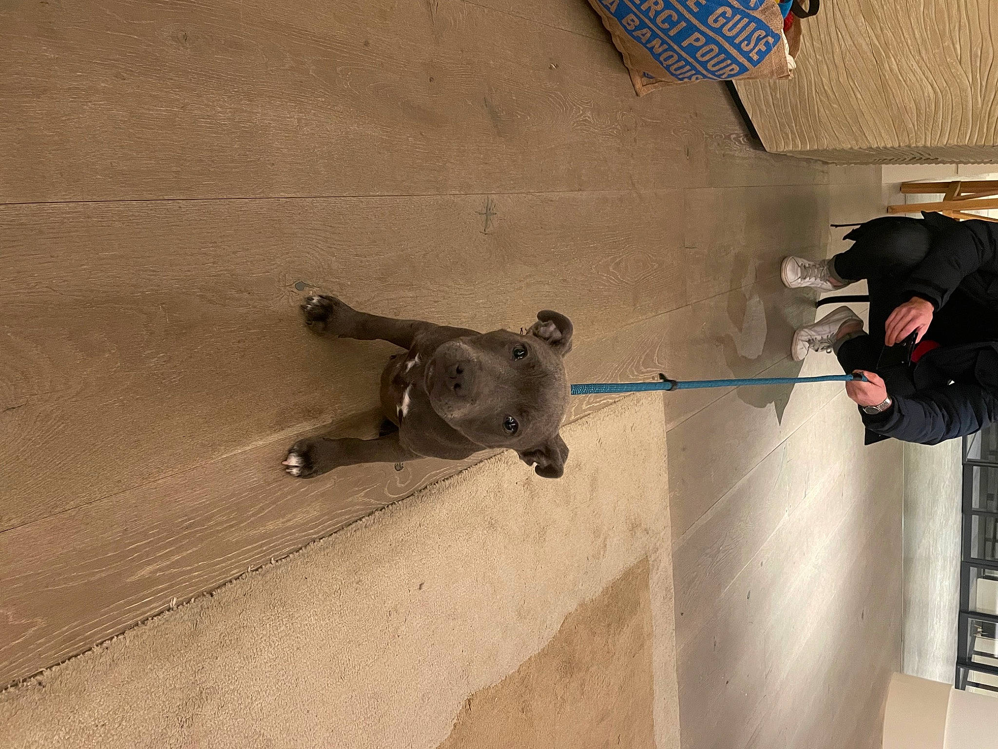 Serge participe au concours pour gagner de l'argent avec cette photo : adventure, art, building, carnivore, ceiling, concrete, dog, facade, floor, flooring, hardwood, plaster, recreation, shadow, snout, wood, working_animal