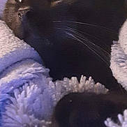 Néon a rejoint le concours — aidez-le/la à gagner de superbes lots ! cat, black_cat, whiskers, close_up, blanket, cozy, pet, fur, paw, eye_reflection, nose, portrait, indoor, snuggled, relaxed, feline, companion, soft_texture, low_light, curious_gaze