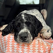 Petey joined the competition — help win amazing prizes! dog, black_and_white, blanket, car_interior, relaxed, sleepy, close_up, patterned, nose, fur, window, seat, indoors, resting, pet, animal, soft_light, comfort, lying_down, cozy