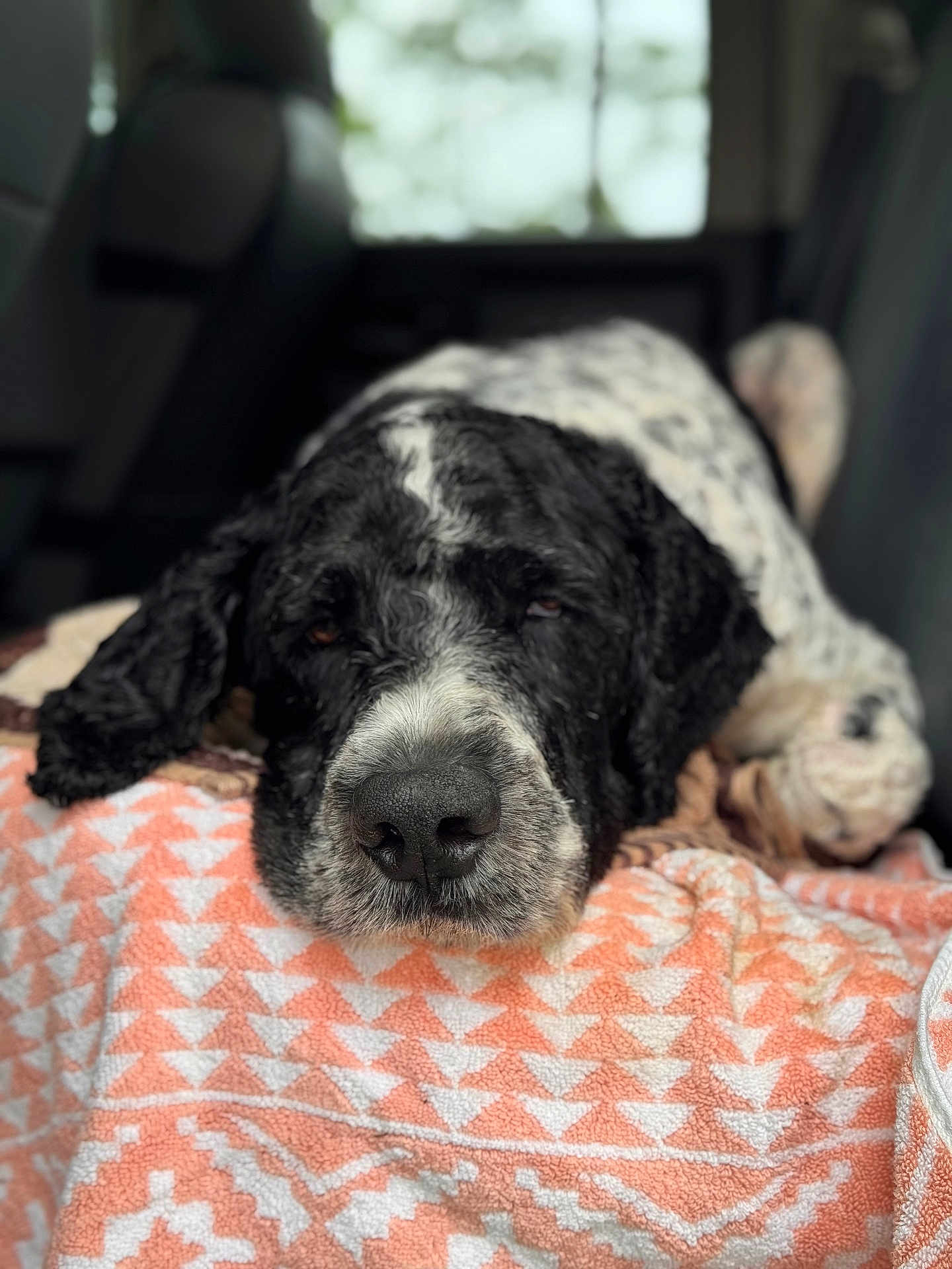Petey joined the competition — help win amazing prizes! dog, black_and_white, blanket, car_interior, relaxed, sleepy, close_up, patterned, nose, fur, window, seat, indoors, resting, pet, animal, soft_light, comfort, lying_down, cozy