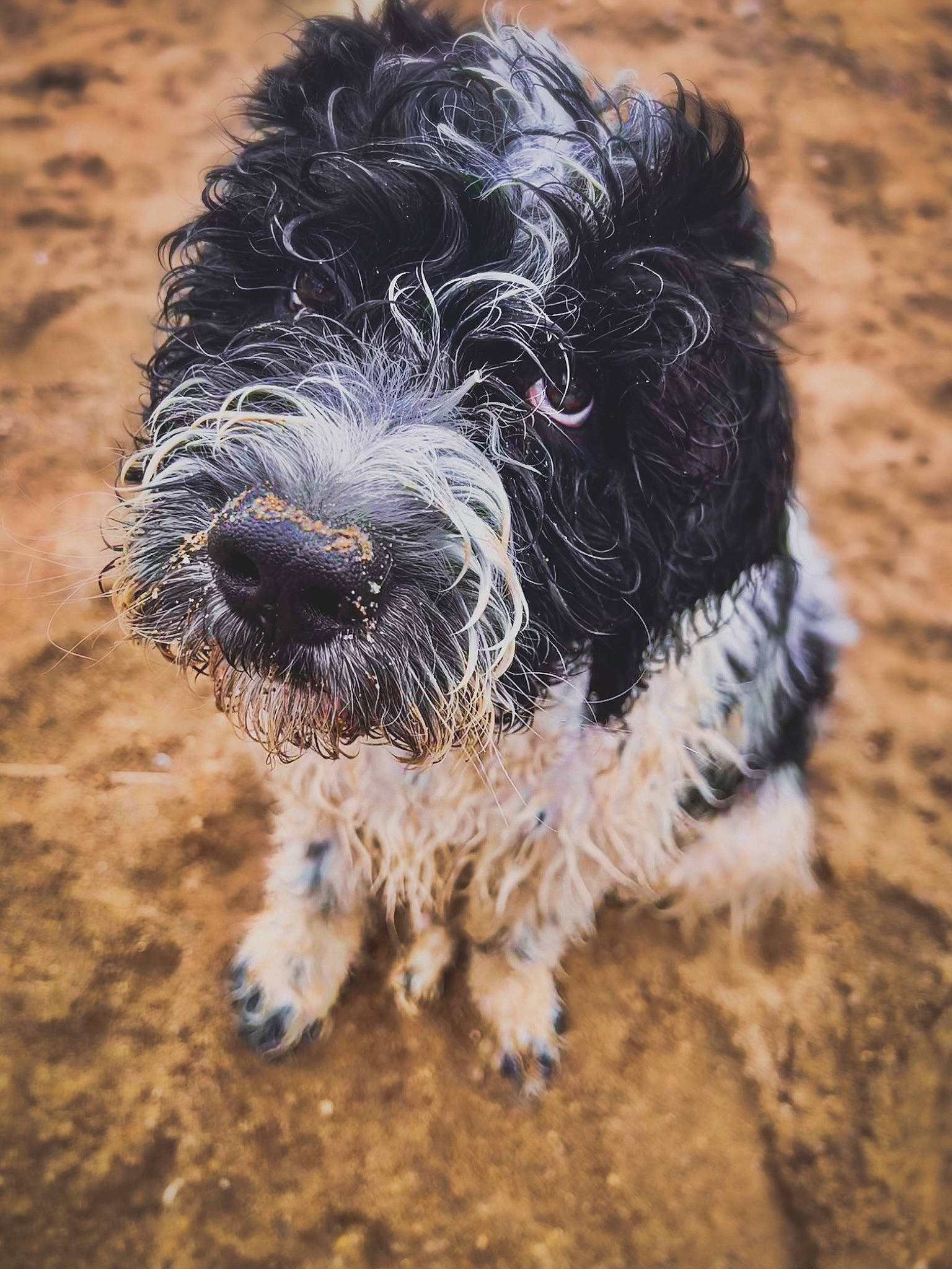Petey joined the competition — help win amazing prizes! canidae, carnivore, companion_dog, dog, dog_breed, fur, maltepoo, non_sporting_group, poodle, poodle_crossbreed, small_terrier, snout, soil, sporting_group, terrestrial_animal, terrier, toy_dog, water_dog, working_animal