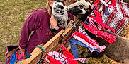 Quinn is registered to the contest to win money with this photo: person, dog, sheep, fence, fabric_strips, yellow_cap, glasses, grass, hay, wooden_fence, pickup_truck, outdoor, petting_zoo, animal_interaction, casual_clothing, fall, farm, curious_sheep, fluffy_dog, holding_pet