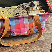 Quinn is registered to the contest to win money with this photo: puppy, dog, sleeping, bag, colorful, checkered, toy, floor, wooden_floor, cozy, pet, cute, resting, indoor, small_dog, fur, animal, domestic_animal, canine, snuggling