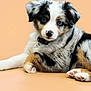 puppy, australian_shepherd, blue_eyes, dog, pet, collar, bell, fur, lying_down, cute, animal, mammal, portrait, studio, beige_background, young, fluffy, paw, nose, whiskers