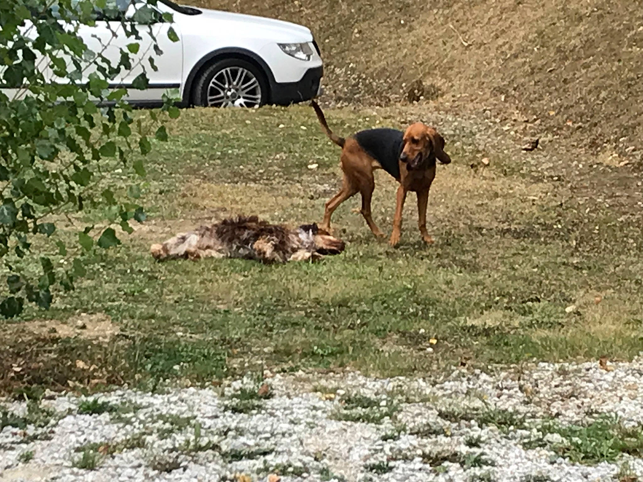 Ozzy a rejoint le concours — aidez-le/la à gagner de superbes lots ! automotive_fog_light, car, carnivore, dog, dog_breed, fawn, fender, grass, grassland, groundcover, landscape, mammal, plant, sporting_group, terrestrial_animal, tire, vehicle, wheel, wildlife, working_animal