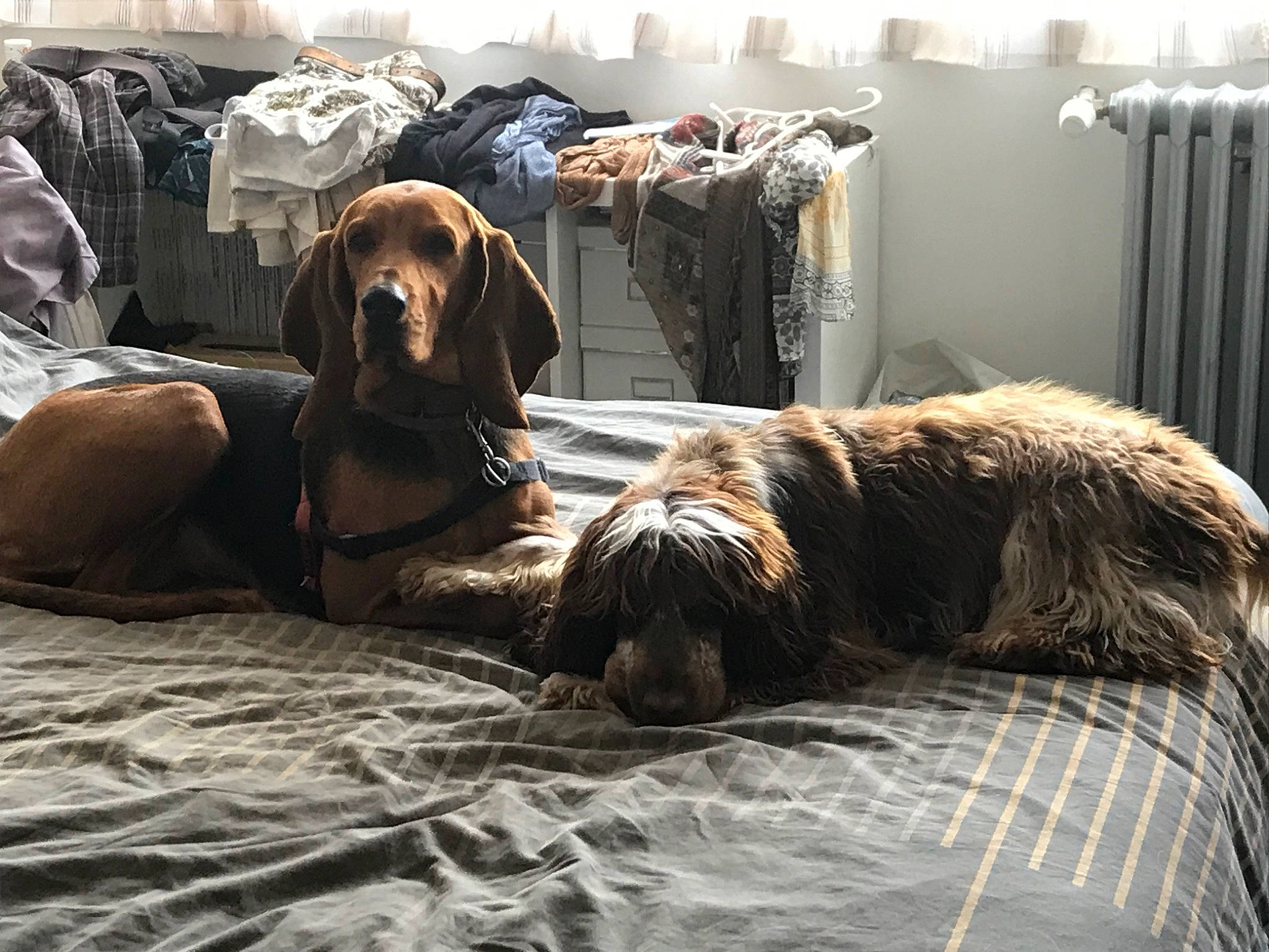 Ozzy participe au concours pour gagner de l'argent avec cette photo : bedding, bedroom, canidae, carnivore, comfort, companion_dog, dog, dog_breed, dog_supply, flooring, fur, guard_dog, hardwood, linens, liver, room, snout, sporting_group, wood, working_animal